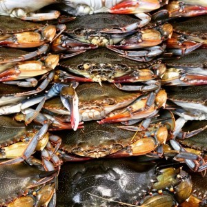 Soft Shell Crabs Prepared for Fried Soft Shells